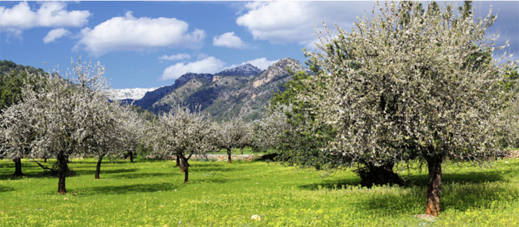 almond tree field